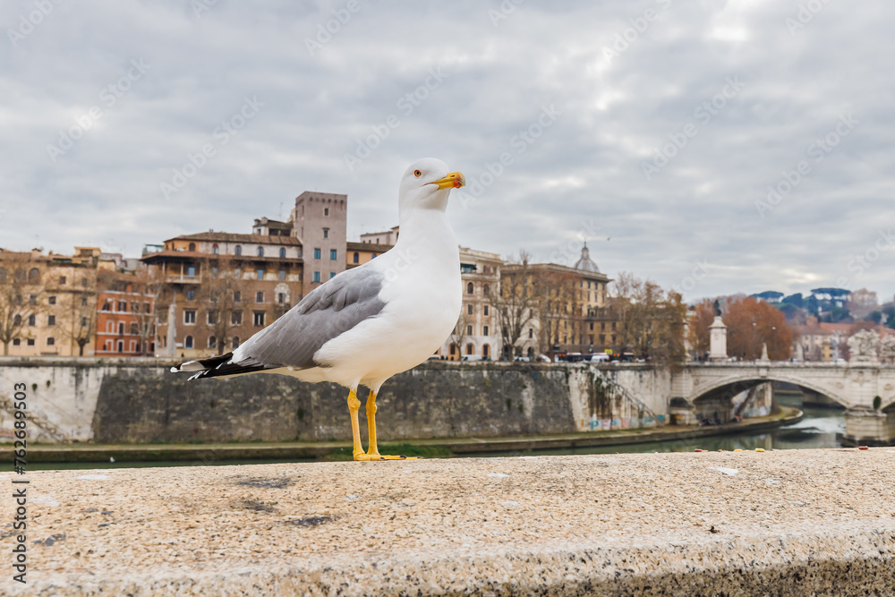 Gull in front of the Ponte Vittorio Emanuele II bridge in Rome, Italy
