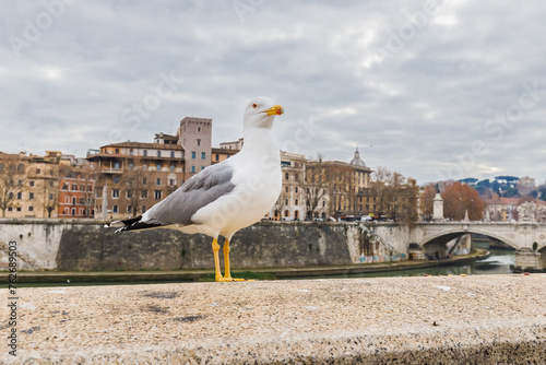 Obraz na płótnie Gull in front of the Ponte Vittorio Emanuele II bridge in Rome, Italy w salonie