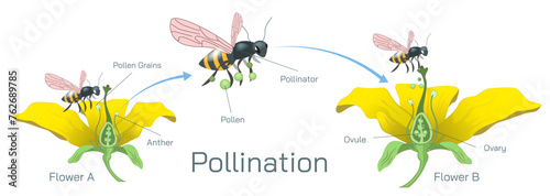 The process of transferring pollen grains from anther to stigma to different anther and stigma of flower is called pollination. Pollination vector illustration. Self pollination and cross pollination