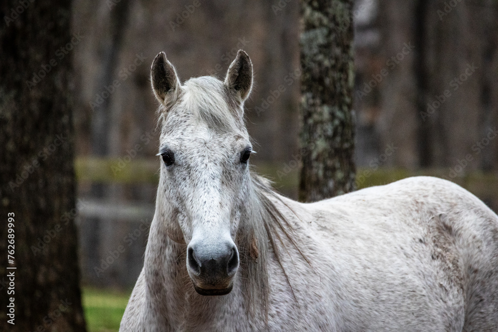 Fototapeta premium Gray quarter horse portrait