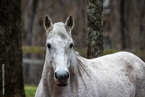 Gray quarter horse portrait photo