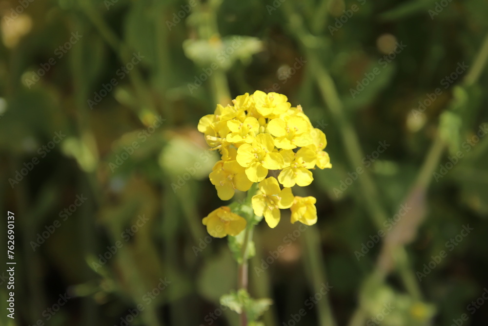 Fototapeta premium 福岡県古賀市の筵内菜の花公園