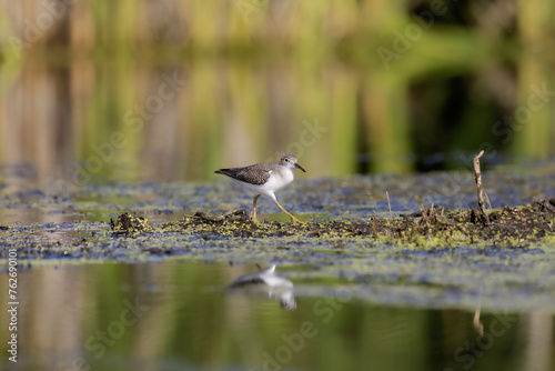 The spotted sandpiper (Actitis macularius) on the marsh © Denny