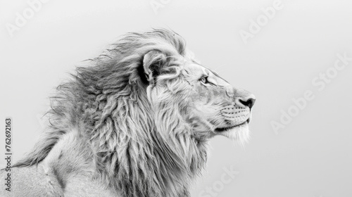 A powerful lion with a majestic mane, captured in striking black and white