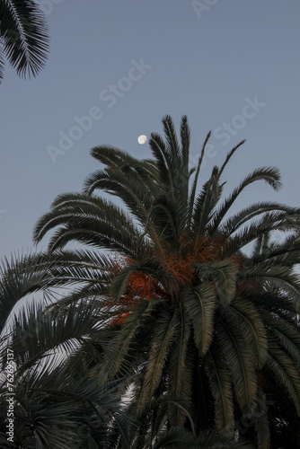 palm trees and moon
