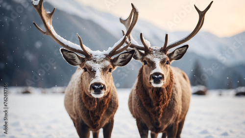 deer in winter photo
