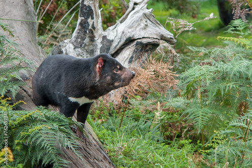 Tasmanian Devil, the largest marsupial predator in Australia nowadays  photo