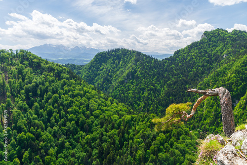 Картината върху платно Sunny summer day view from Sokolica peak in Pieniny Mountains with a famous dwarf pine tree at the top, Poland with covered with green trees fields and Tatra mountains in background