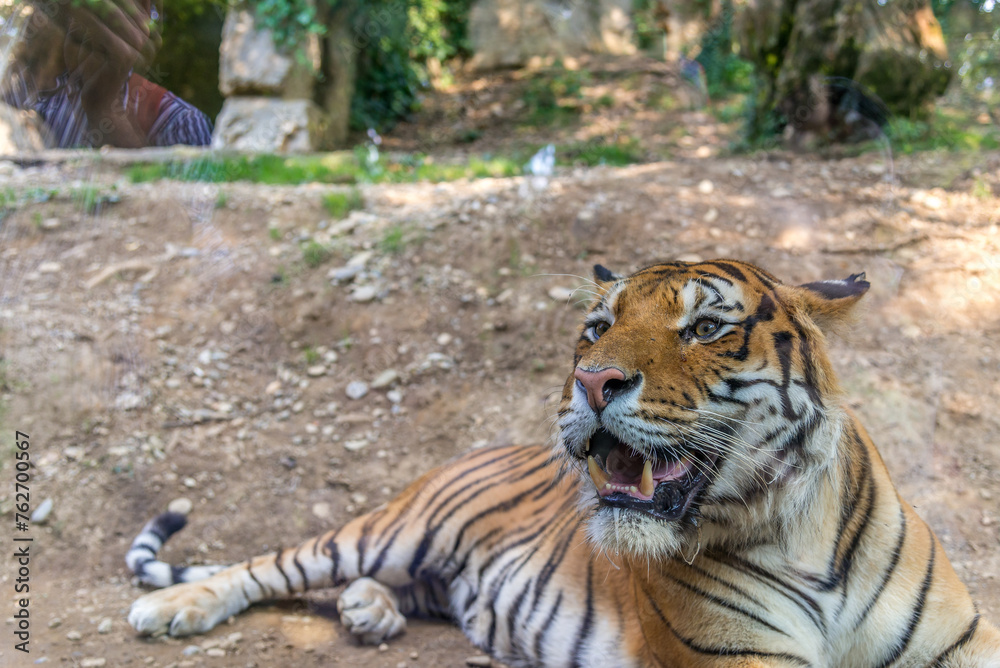 Obraz premium Bergamo, lombardia, italy, parco naturale, animali,