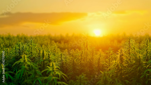 Sunrise view of hemp fields.