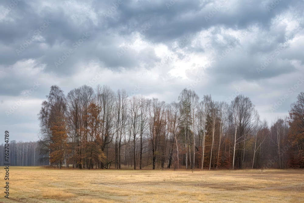 A field of trees with a cloudy sky in the background. Bare deciduous trees in autumn A field of trees with a cloudy sky in the background. Bare deciduous trees in autumn