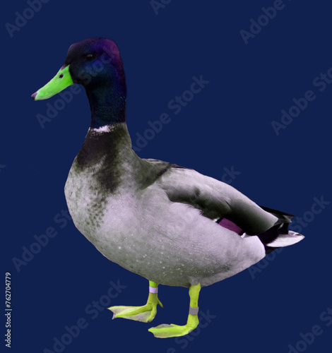 duck