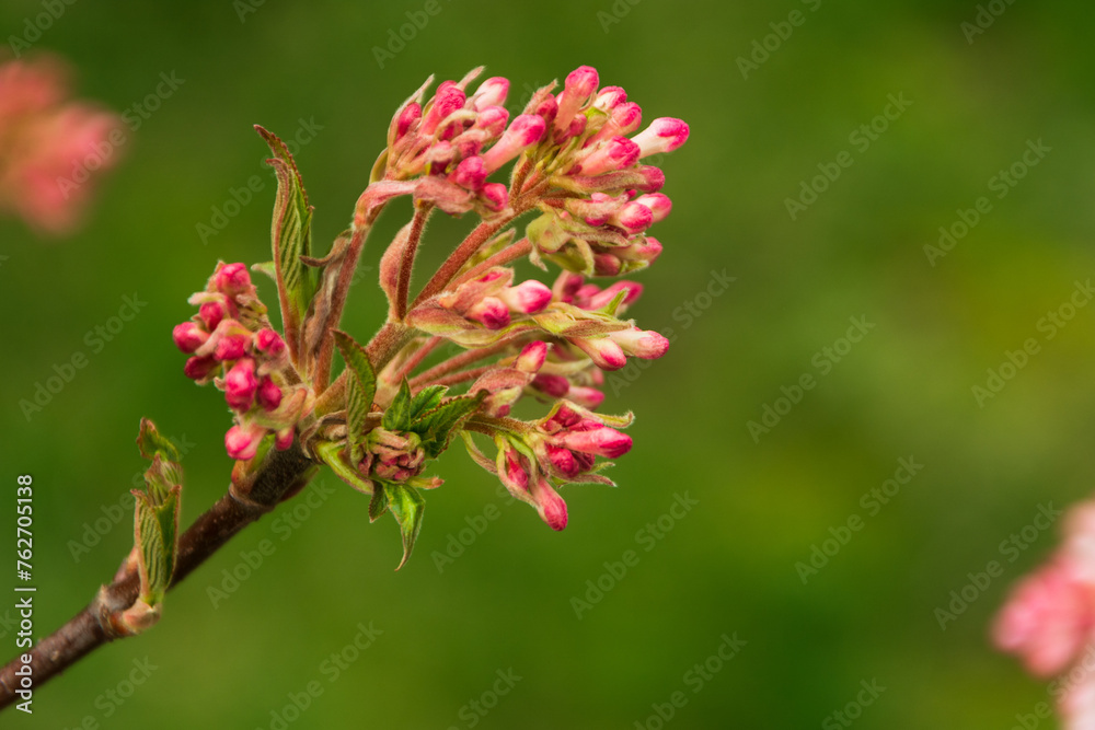 A selective focus shot of pink viburnum farrera A selective focus shot of pink viburnum farrera
