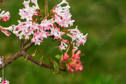 A selective focus shot of pink viburnum farrera