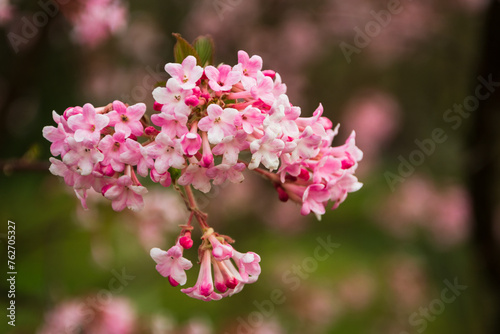 A selective focus shot of pink viburnum farrera © Brylynskyi