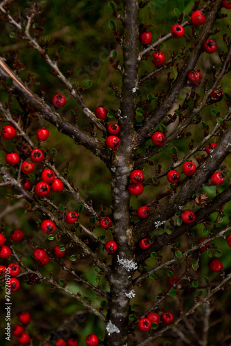 Red fruits of hawthorn (Crataegus laevigata, Mediterranean hawthorn, English hawthorn, forest hawthorn, May hawthorn) in autumn in Ukraine