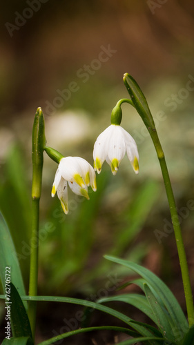 Snowdrops with blurred background, spring flowers.
