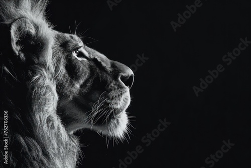 A lion's face is shown in black and white. The image has a strong, bold feel to it