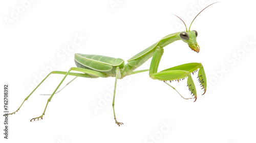 Close-up of a majestic praying mantis against a pristine white backdrop