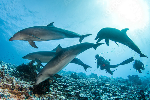 Group of dolphin with scuba diver, French Polynesia