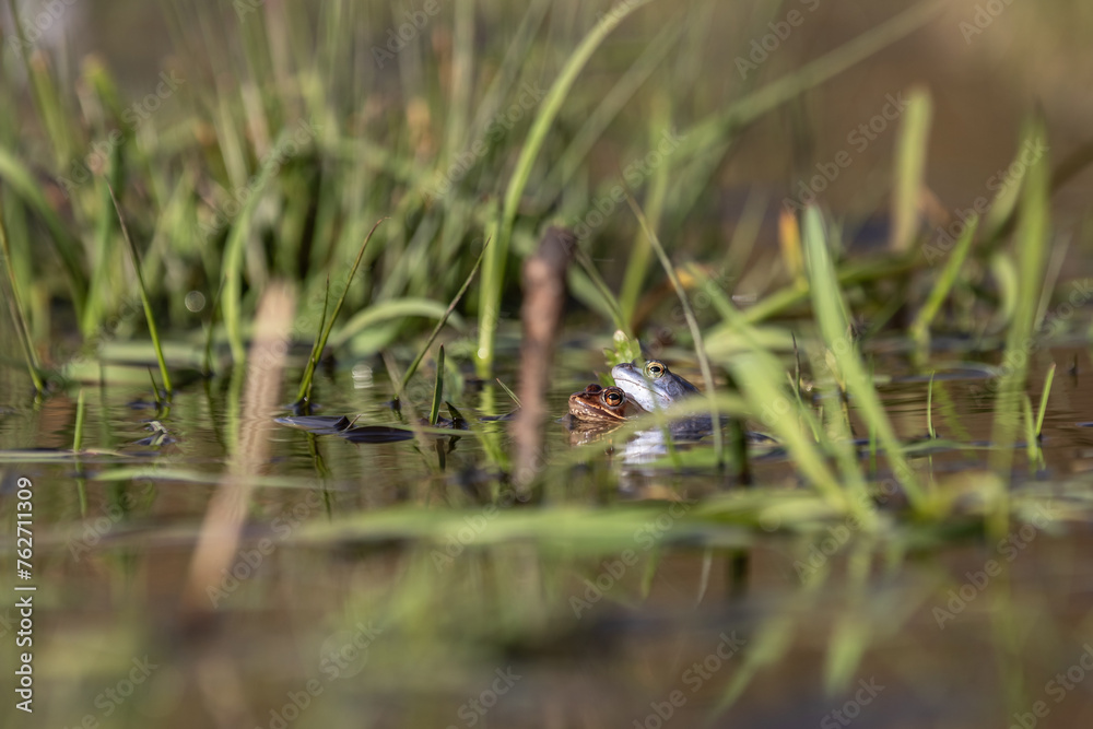Moorfrösche während der Paarungszeit im Frühjahr beim Laichen. Moorfrösche während der Paarungszeit im Frühjahr beim Laichen.