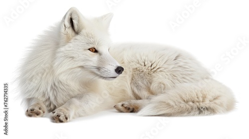 Arctic white fox animal isolated white background. AI generated image