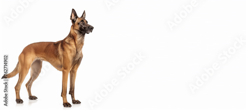 Belgian Malinois Dog. Police Pet Trained for Securicy. German Shepherd on White Background. Cute Happy Adult Canine Sitting and Standing and Watching the Camera. Sheepdog Animal Isolated on White.
