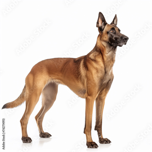 Belgian Malinois Dog. Cute Happy Adult Canine Sitting and Standing and Watching the Camera. Sheepdog Animal Isolated on White. German Shepherd on White Background. Police Pet Trained for Securicy.