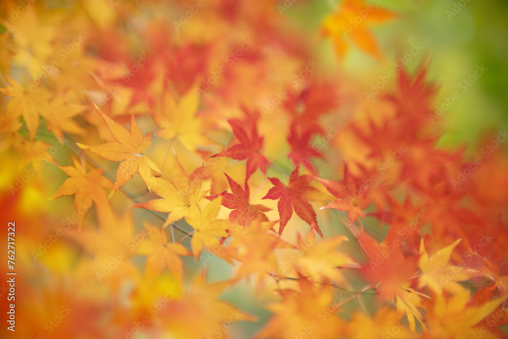 紅葉 紅葉