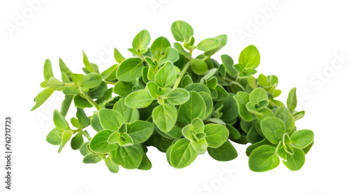 Aromatic Herb Isolated On Transparent Background