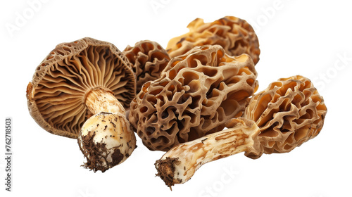 Edible Fungus Isolated On Transparent Background
