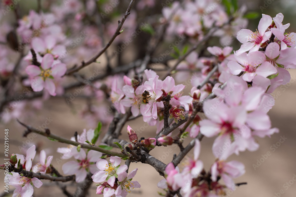 almond blossom in spring