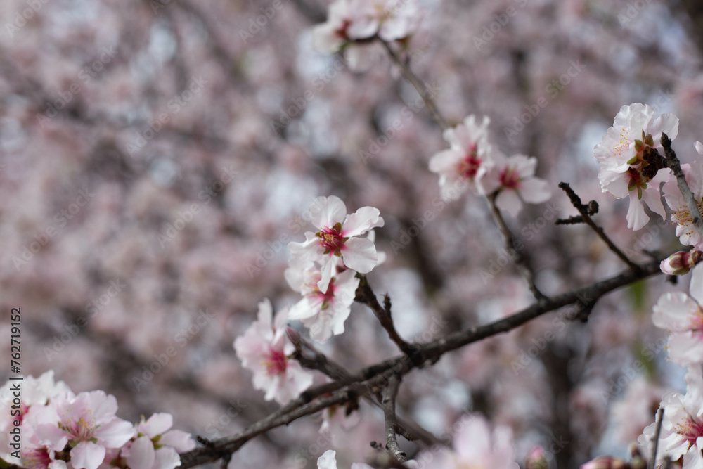 almond blossom in spring