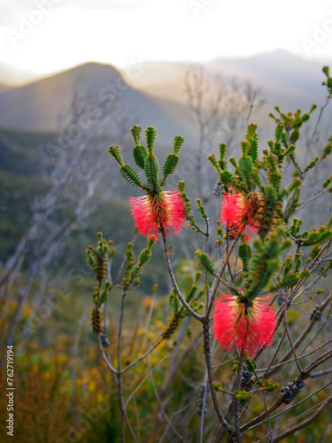 Stirling Range or Koikyennuruff landscape scenery, beautiful mountain National Park in Western Australia, with the highest peak Bluff Knoll. View through the red blossom plant photo