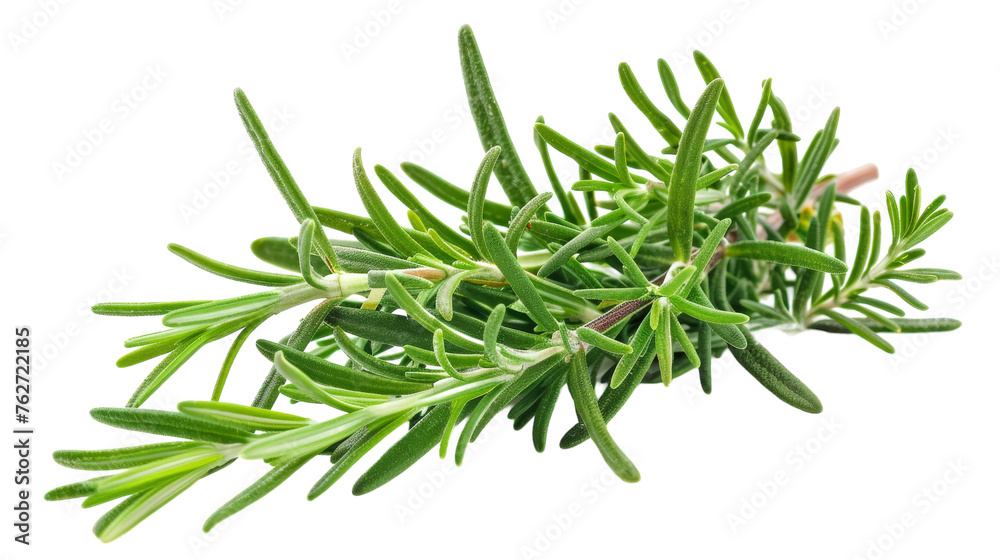 Aromatic Rosemary Sprig Isolated on Transparent Background