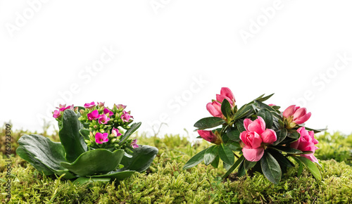 Fototapeta Naklejka Na Ścianę i Meble -  Rhododendron and kalanchoe flower on moss ground