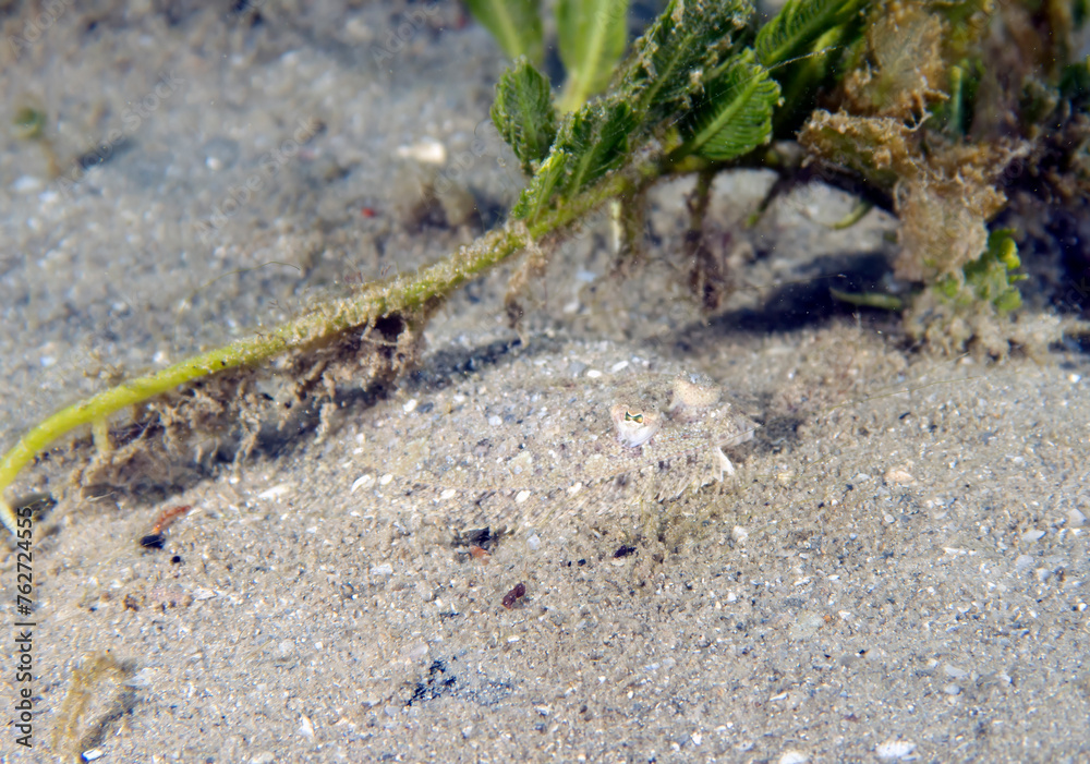 An Eyed Flounder (Bothus ocellatus) in Florida, USA An Eyed Flounder (Bothus ocellatus) in Florida, USA