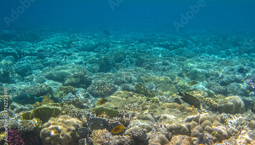 Underwater Scene - Tropical Seabed With colored Reef. Wildlife colorful marine panorama landscape.