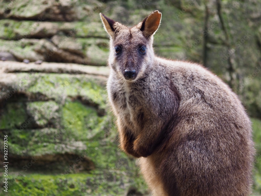 Graceful elegant Brush-tailed Rock-Wallaby.