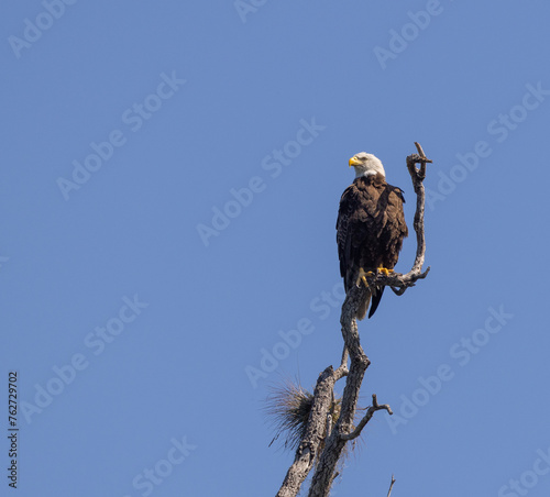 An adult American bald eagle perched at the top of a dead tree with a blue sky background. 