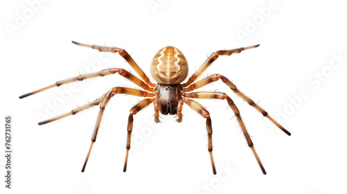 A detailed close-up of a spider on a stark white background, showcasing its intricate features