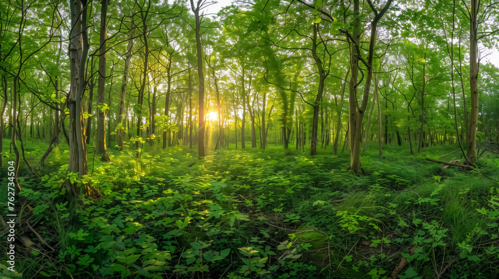 Morning forest sunlight