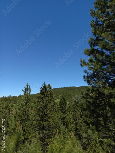 forest and sky