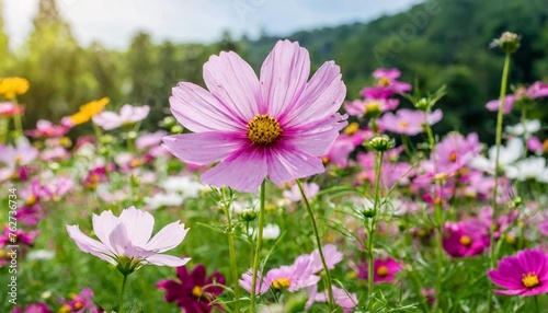 cosmos flowers © Michelle