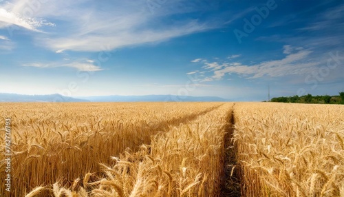 farmland golden wheat field under blue sky