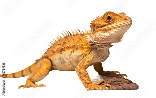 A captivating lizard up close against a white background