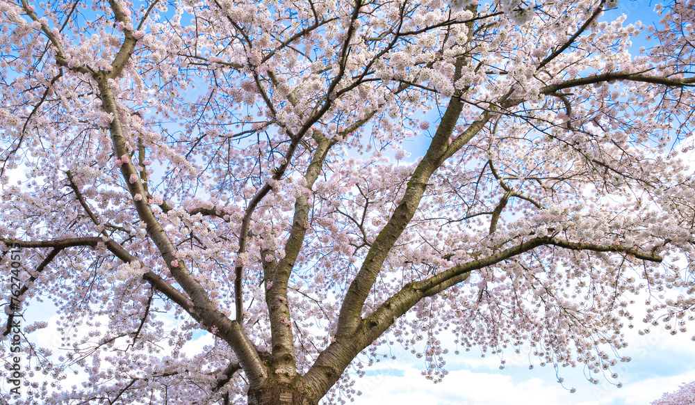 cherry blossom with road sign in Almere Buiten, Netherlands, sakura cherry blossom with road sign in Almere Buiten, Netherlands, sakura
