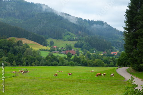 black forest landscape with cow in German