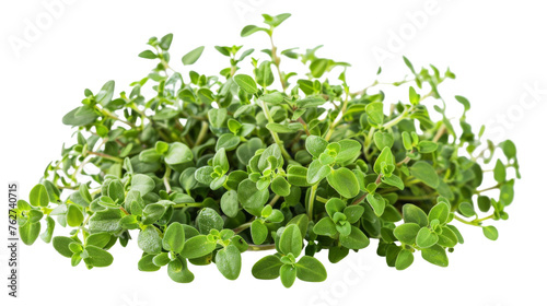 Fragrant Thyme Herb Isolated on Transparent Background
