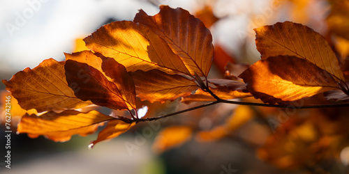 Tableau sur toile The Copper beech also known as purple beech tree (Fagus sylvatica purpurea) leaves background